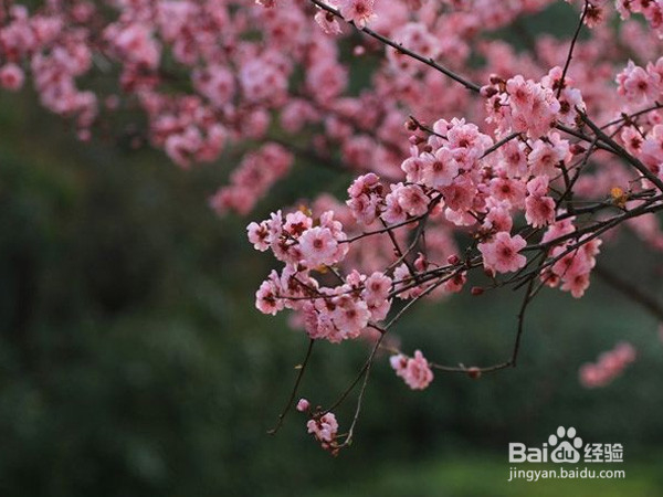 郑州有哪些地方可以赏樱花的？旅游踏青