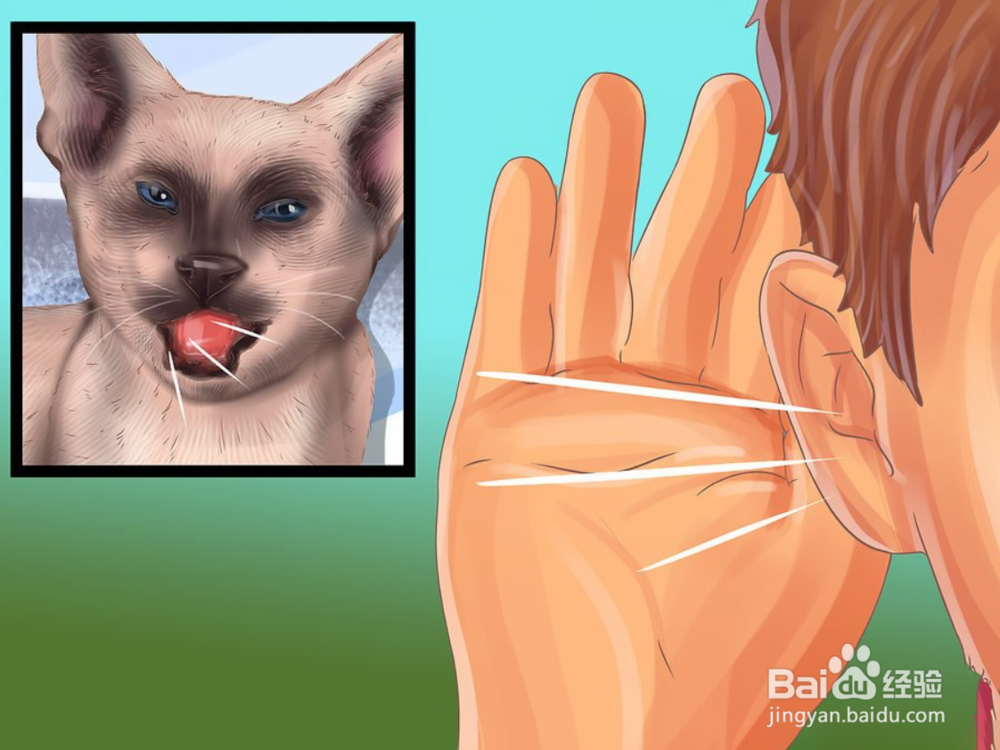 如何快速识别暹罗猫三步（图文）