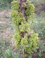 有效防治枣疯病