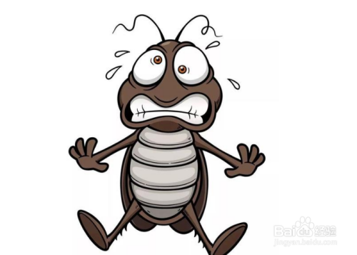 杀蟑螂的最有效的方法