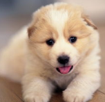 狗不吃不喝没精神怎么办