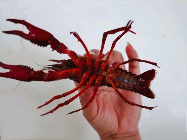 香辣红烧小龙虾