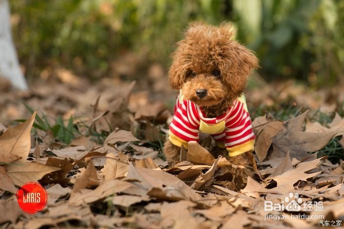 巧克力色泰迪怎么养才不褪色