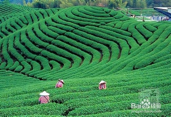 祁门红茶如何选择