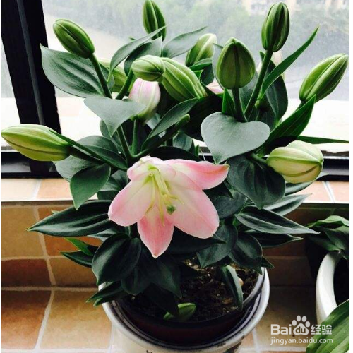 盆栽百合花的栽培方法和注意事项有哪些