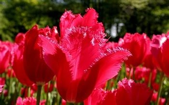 关于杜仲雄花茶的功效