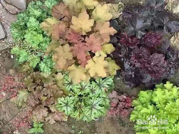 1种叶子五颜六色，耐阴耐冻，养一盆太美了 ￼