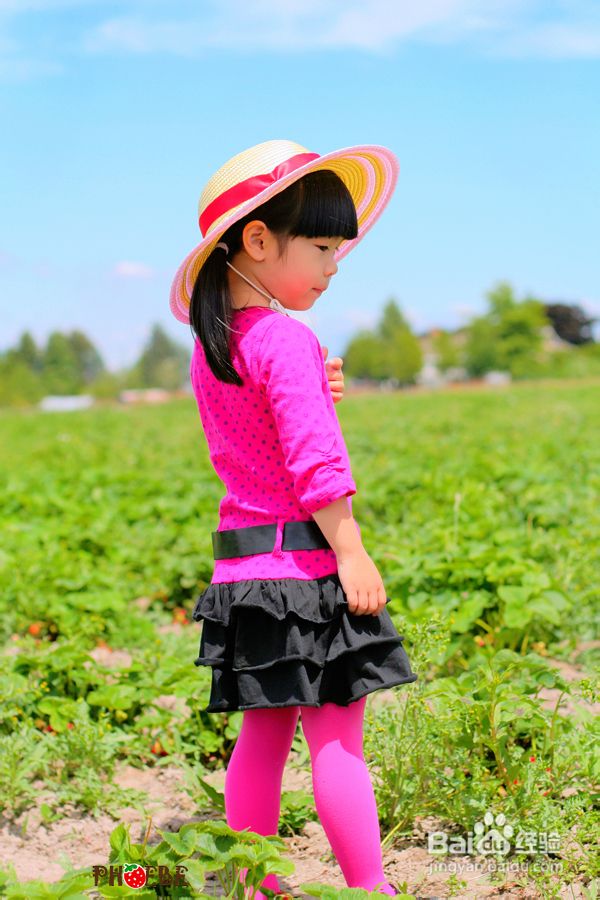 温哥华田园风情草莓采摘(组图)