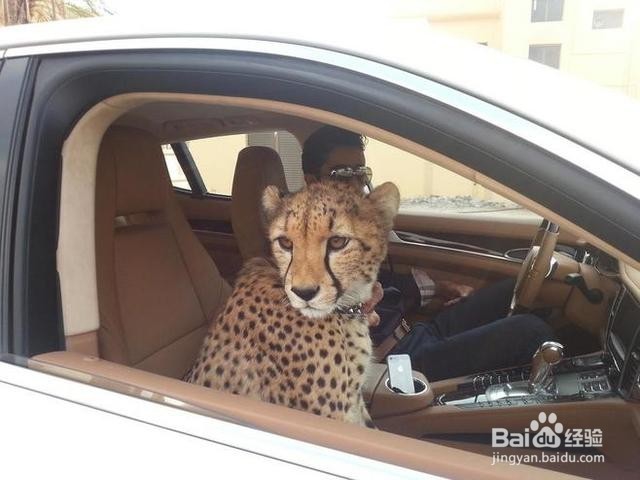 最讨厌的6种副驾驶行为,第三种真的忍不了!