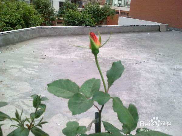 怎样修剪月季花