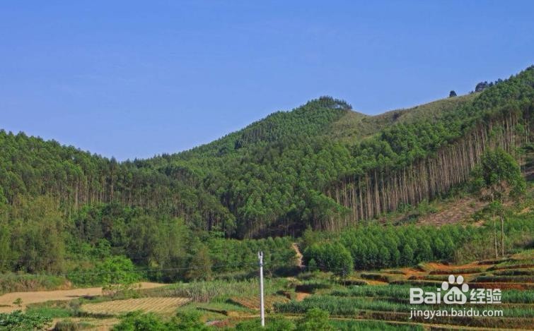 如何有效发展山林经济