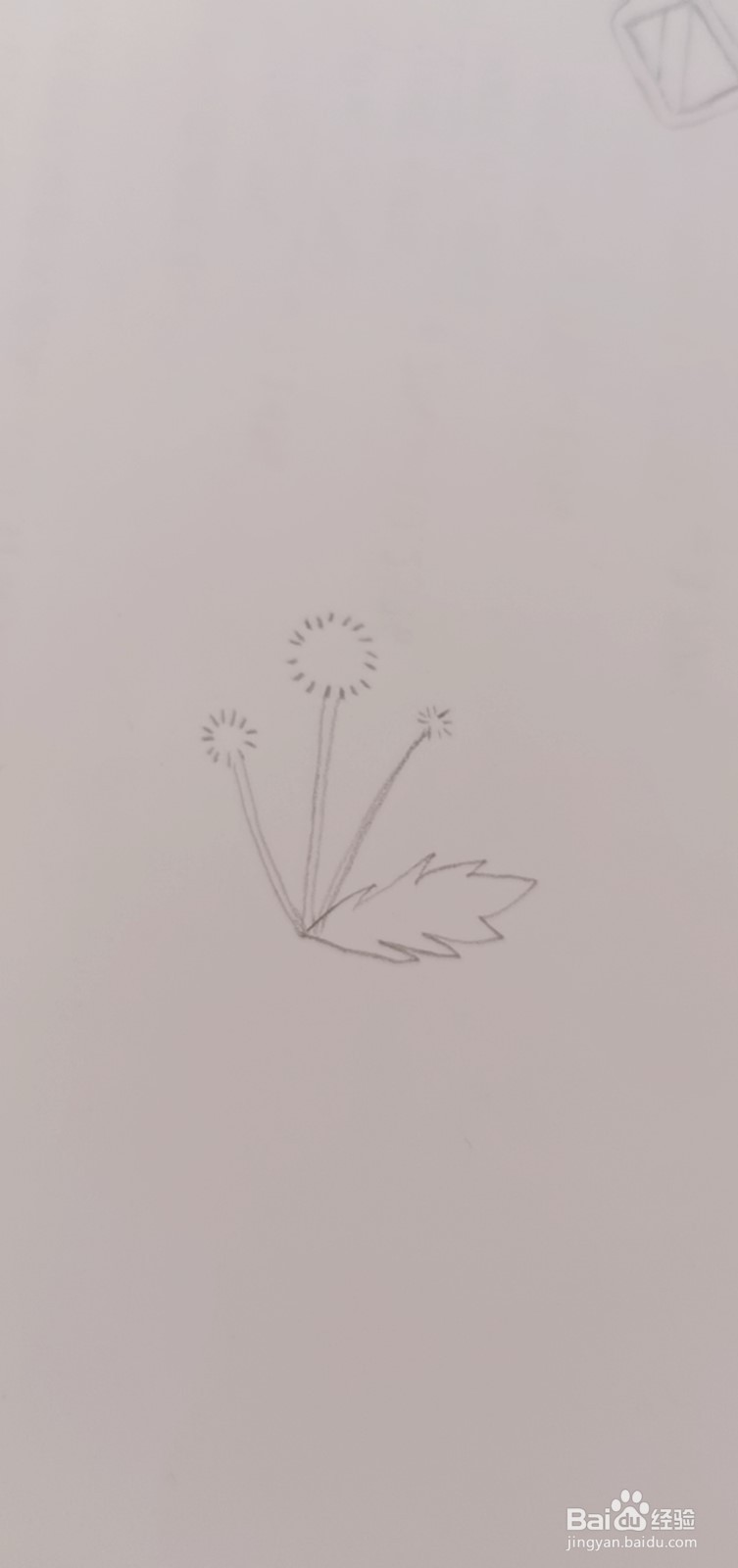 简笔画蒲公英怎么画