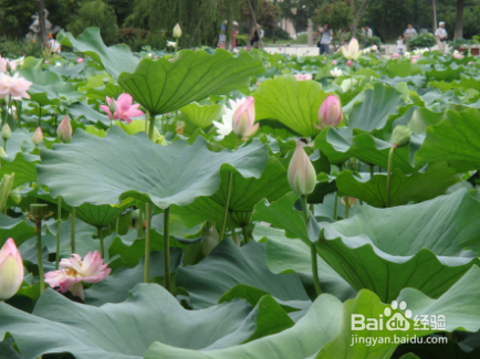 湘潭大观园自助游艺攻略