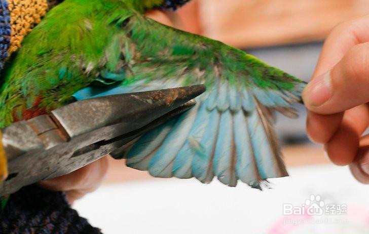 如何让鸟长出新的羽毛