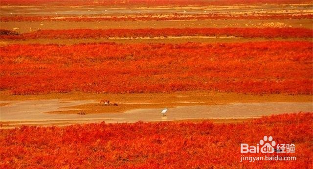 辽宁红海滩旅游好玩吗