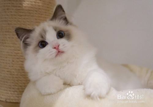 猫粮什么牌子好