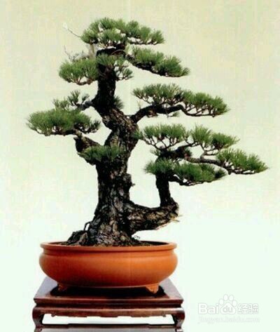 客厅宜放的植物