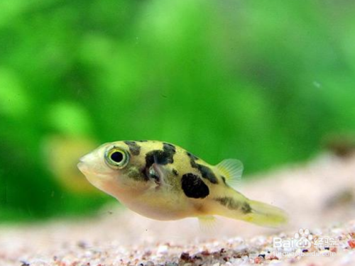 巧克力娃娃鱼要怎么饲养?