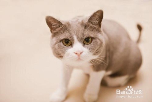 养猫的好处与坏处，应注意什么？