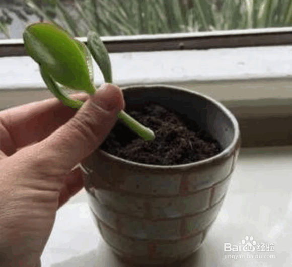 玉树的养殖方法及注意事项