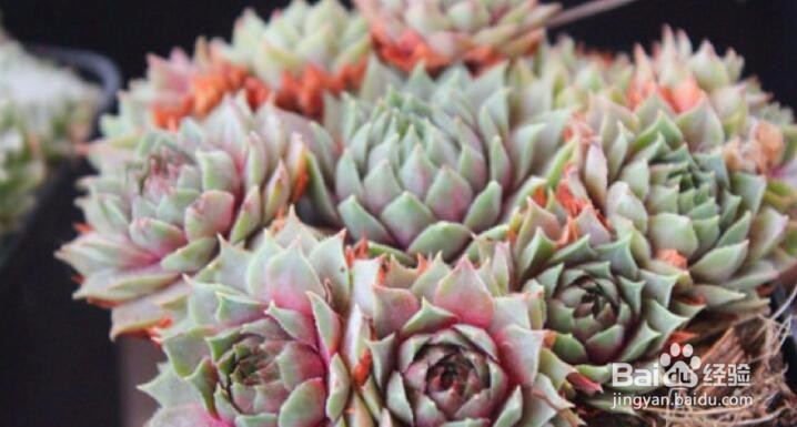 怎么养好多肉？