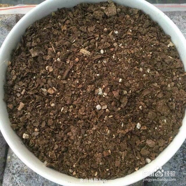 如何养好君子兰，三样零食喂好君子兰