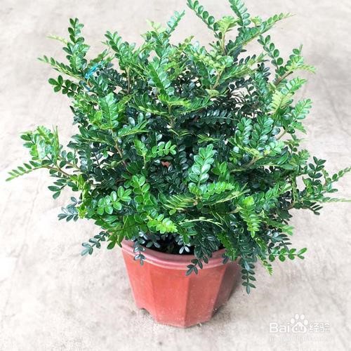 清香木盆景怎么养