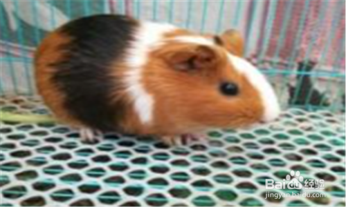 荷兰猪呼吸道感染怎么办