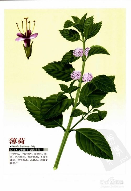 我们身边有哪些中药:[8]薄荷