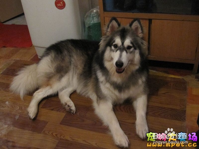 阿拉斯加犬好养吗