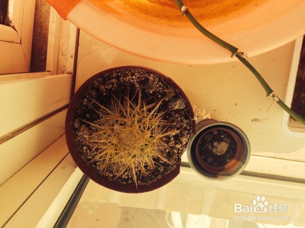 如何养仙人球呢？