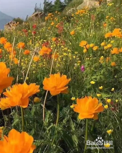 怎么养殖草本植物金莲花？