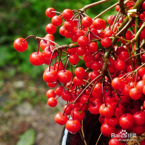 朱砂根的养殖方法和修剪