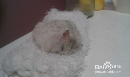 仓鼠被踩了一脚吐了很多血怎么办