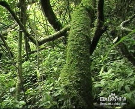 苔藓发霉怎么办