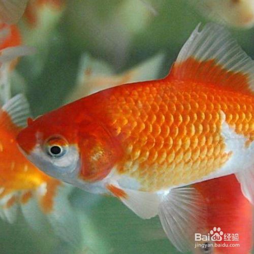 母金鱼和公金鱼怎么分 百度经验