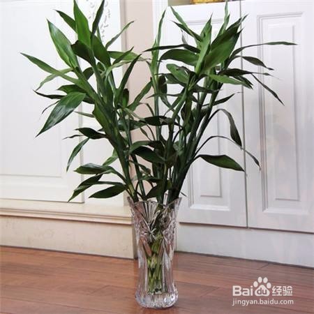 水培富贵竹应该注意哪些问题？