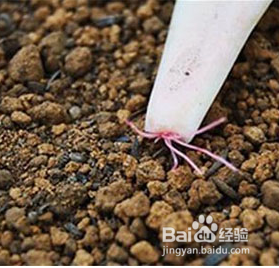 多肉植物白凤怎么露养