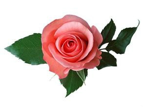 教你怎么学会叠纸花。