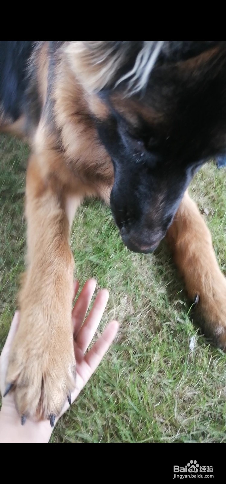 怎样驯服狗认你为主人