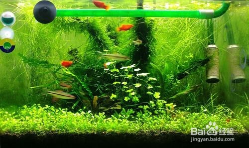 草缸壁上的绿苔怎么办