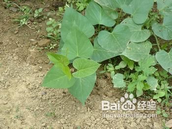 夏季减肥 边吃边瘦的秘密