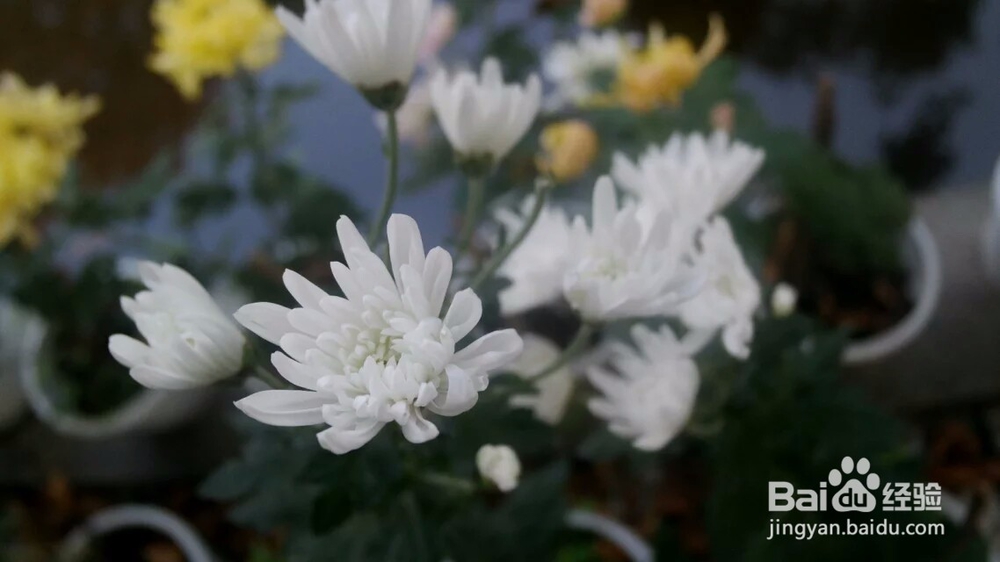 如何准确叫出几种常见菊花的名字