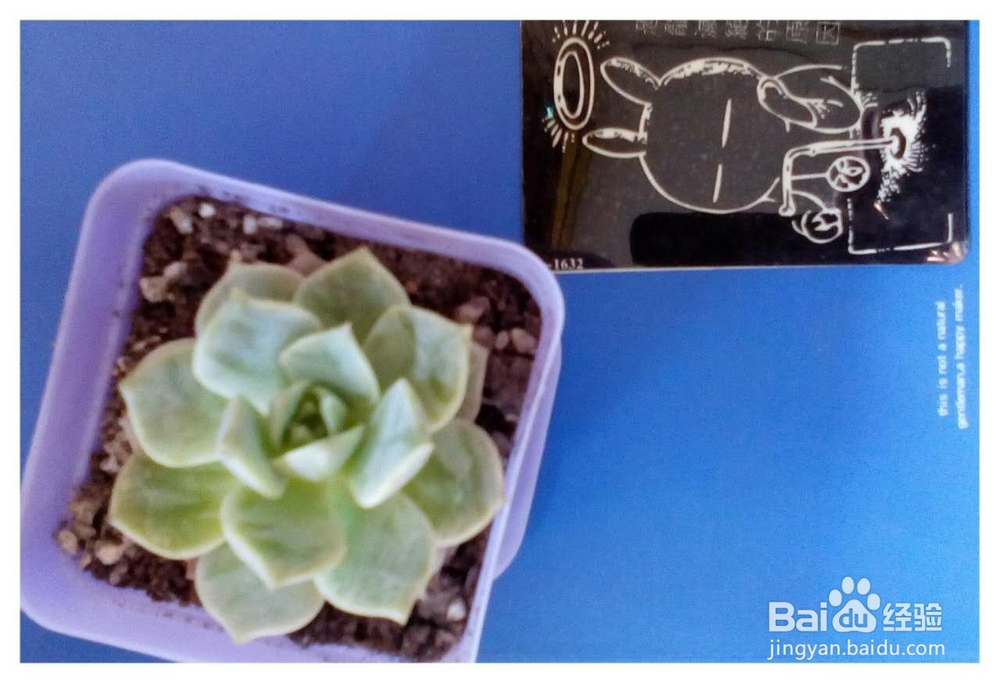 我的多肉记（白牡丹）