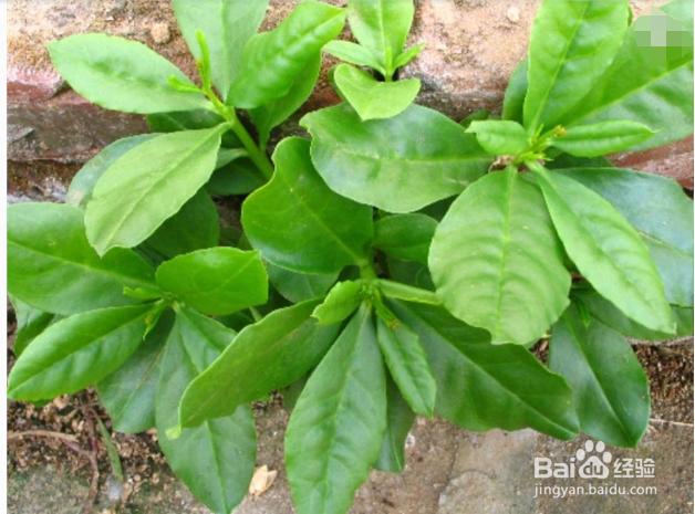 高丽参的功效和服用方法有哪些?