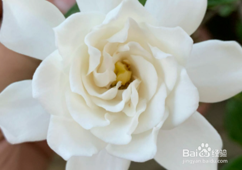 栀子花叶子发黄干枯掉叶子怎么办