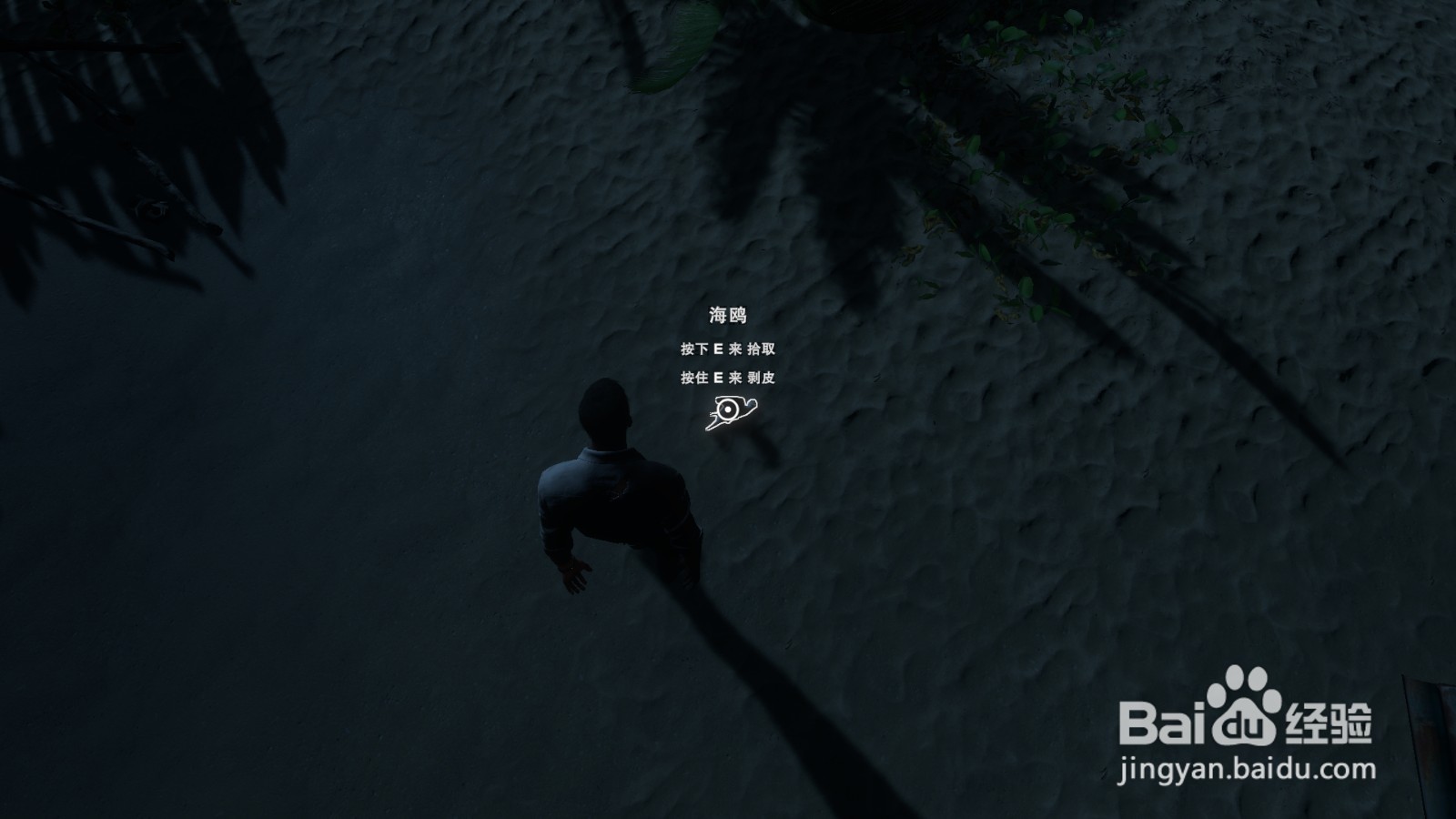 深海搁浅:捕鸟陷阱抓到鸟后怎么处理