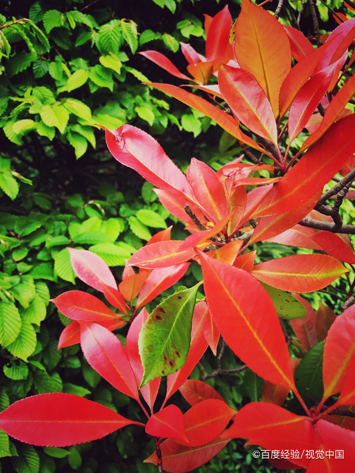 红叶石楠的扦插方法