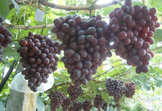 家里种什么果树好