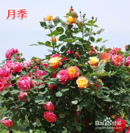 灌木和乔木的分类方法是什么